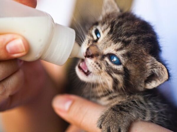 Cat being bottle fed