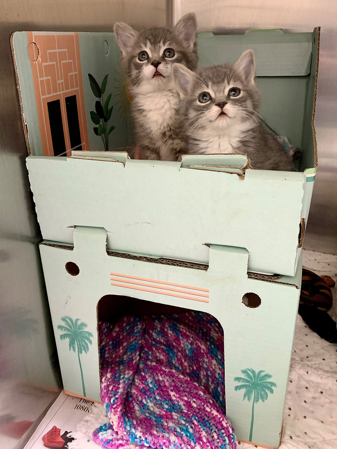 “Cabin in the Meowtains” among four new cat cabin designs provided by
