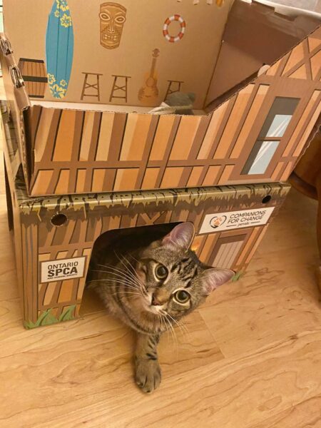 https://ontariospca.ca/wp-content/uploads/2022/03/Cat-cabin-Tiki-Hut-edited-1-450x600.jpg