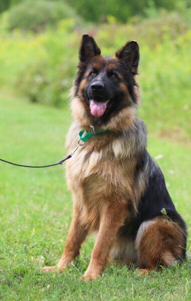 German shepherd