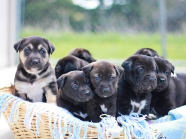 puppies