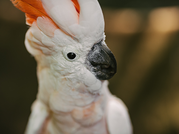 White and pink cockatoo parrot
