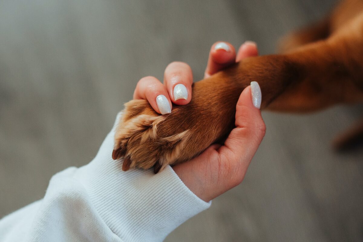 pet-loss-support-group-ontario-spca-and-humane-society