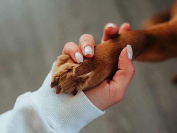 dog's paw in woman's hand