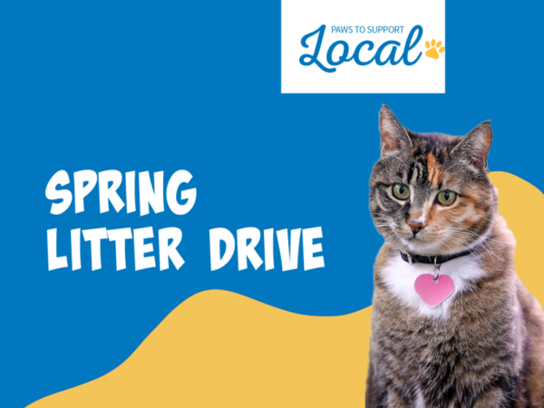 cat on blue and yellow backdrop for the spring litter drive