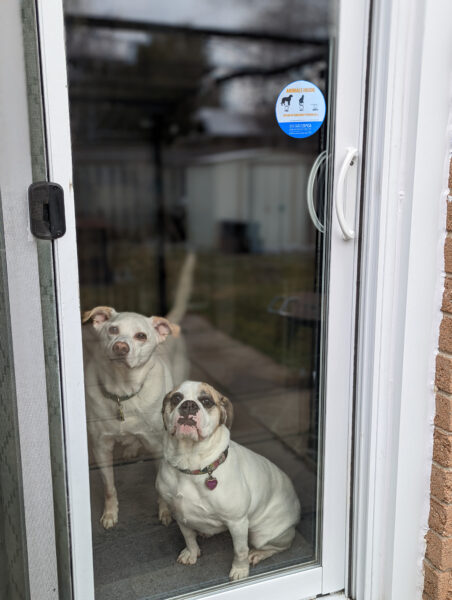 dogs in window