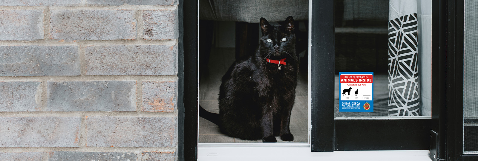 black cat inside house near window emergency preparedness