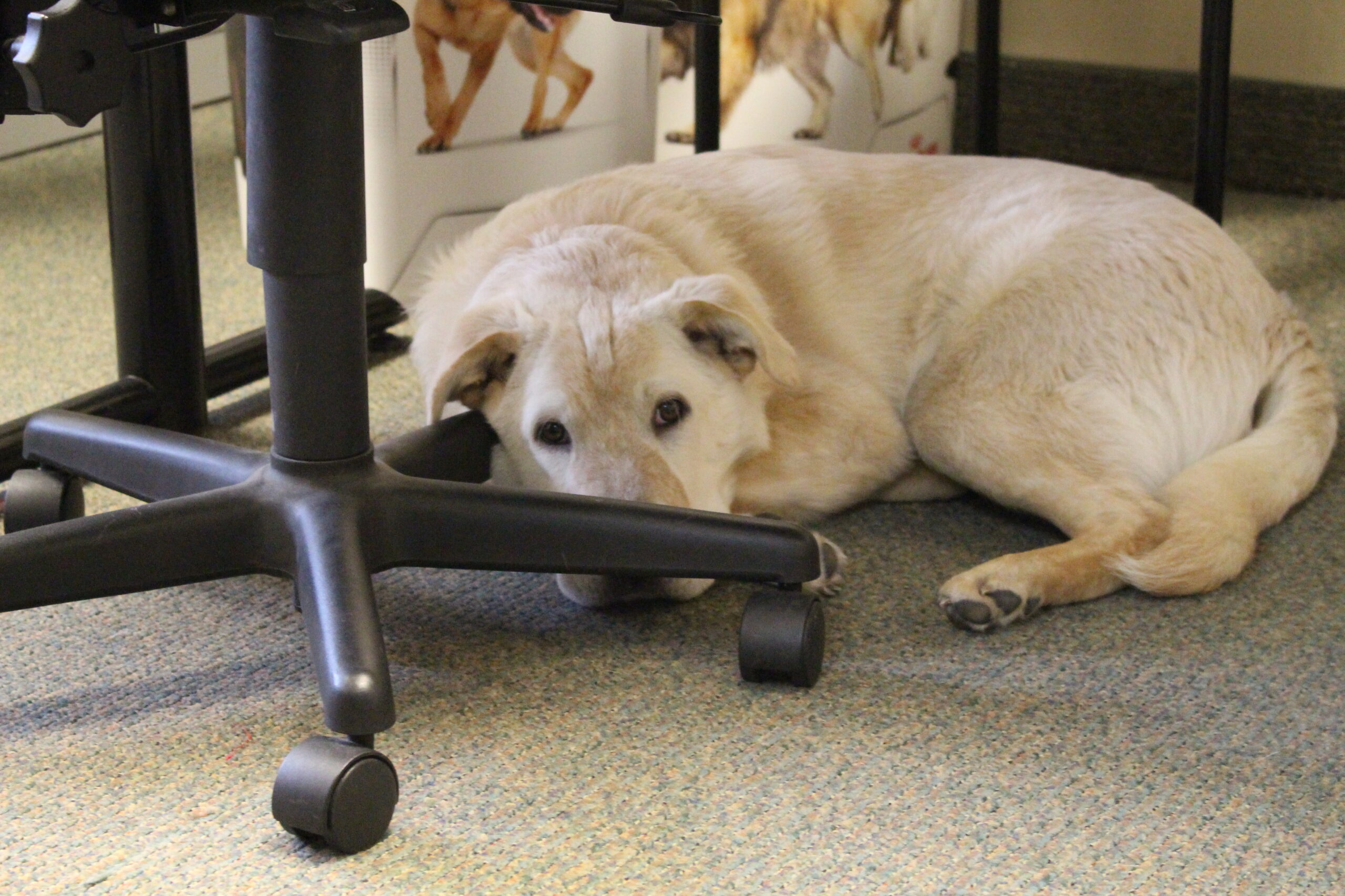 Puppies in cheap the workplace