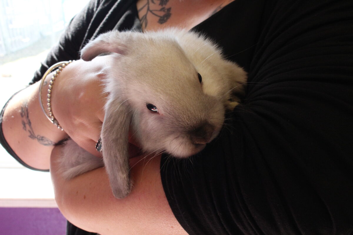 Socializing small animals – Ontario SPCA and Humane Society