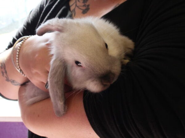 Bunny in arms