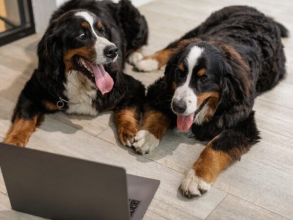 dogs with computer