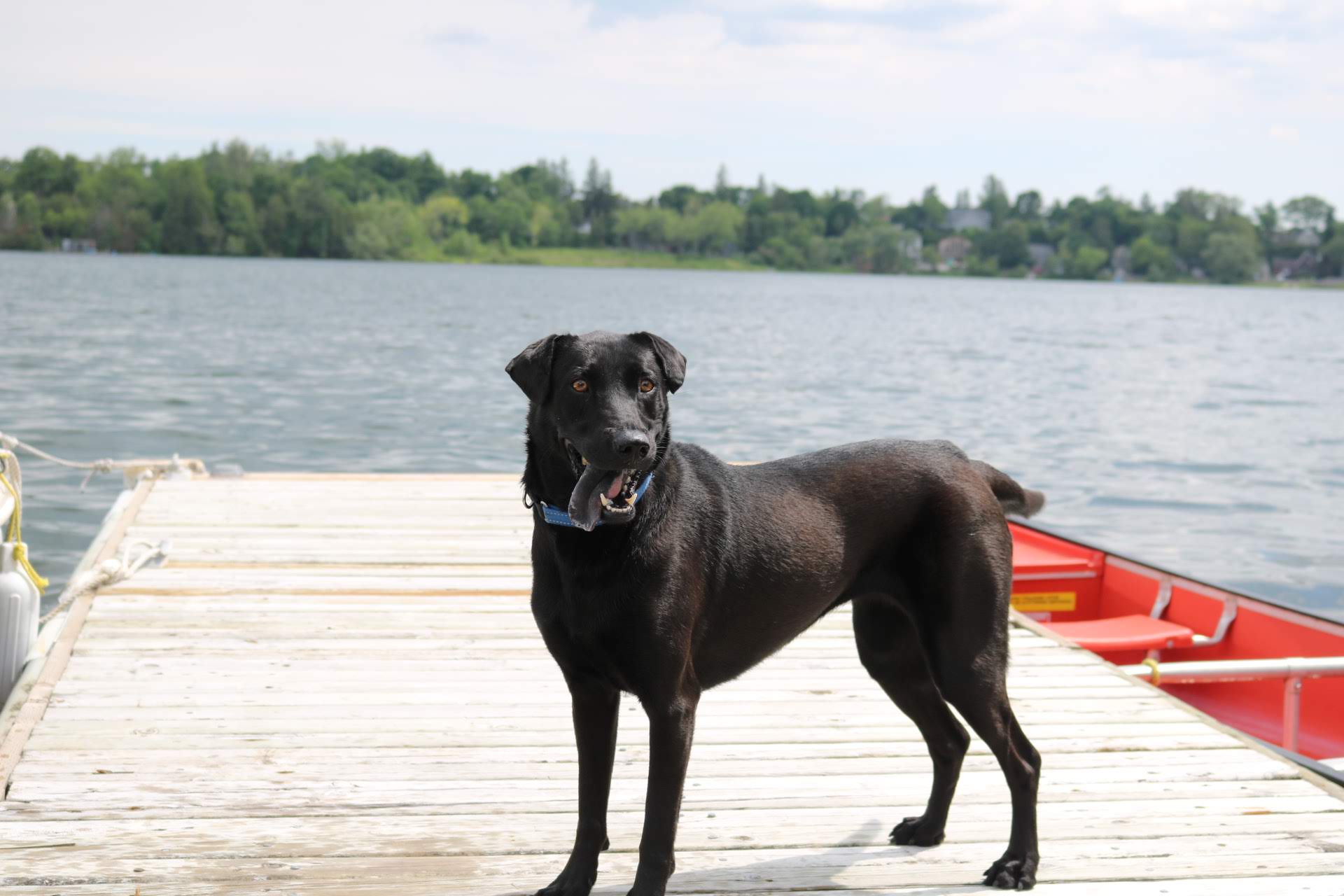 From Fear to Joy: Dolly’s story of rehabilitation - Ontario SPCA and ...