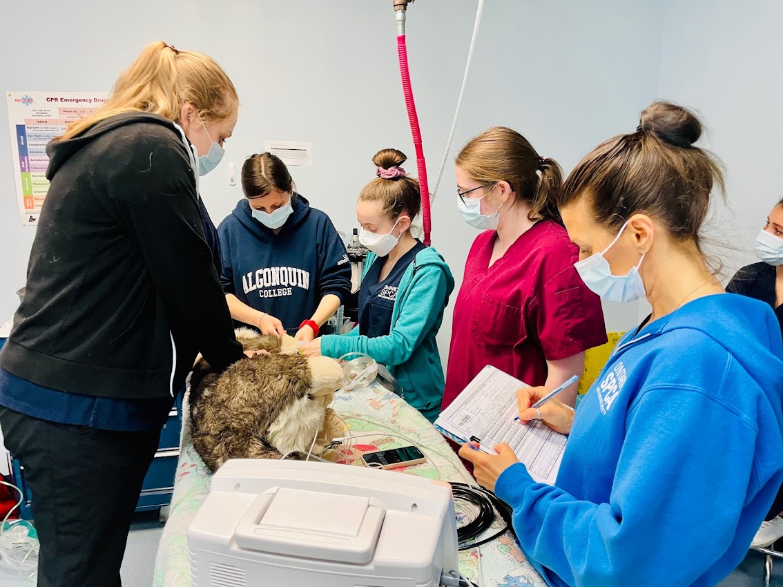Ontario SPCA spay/neuter teams brush up on CPR emergency training