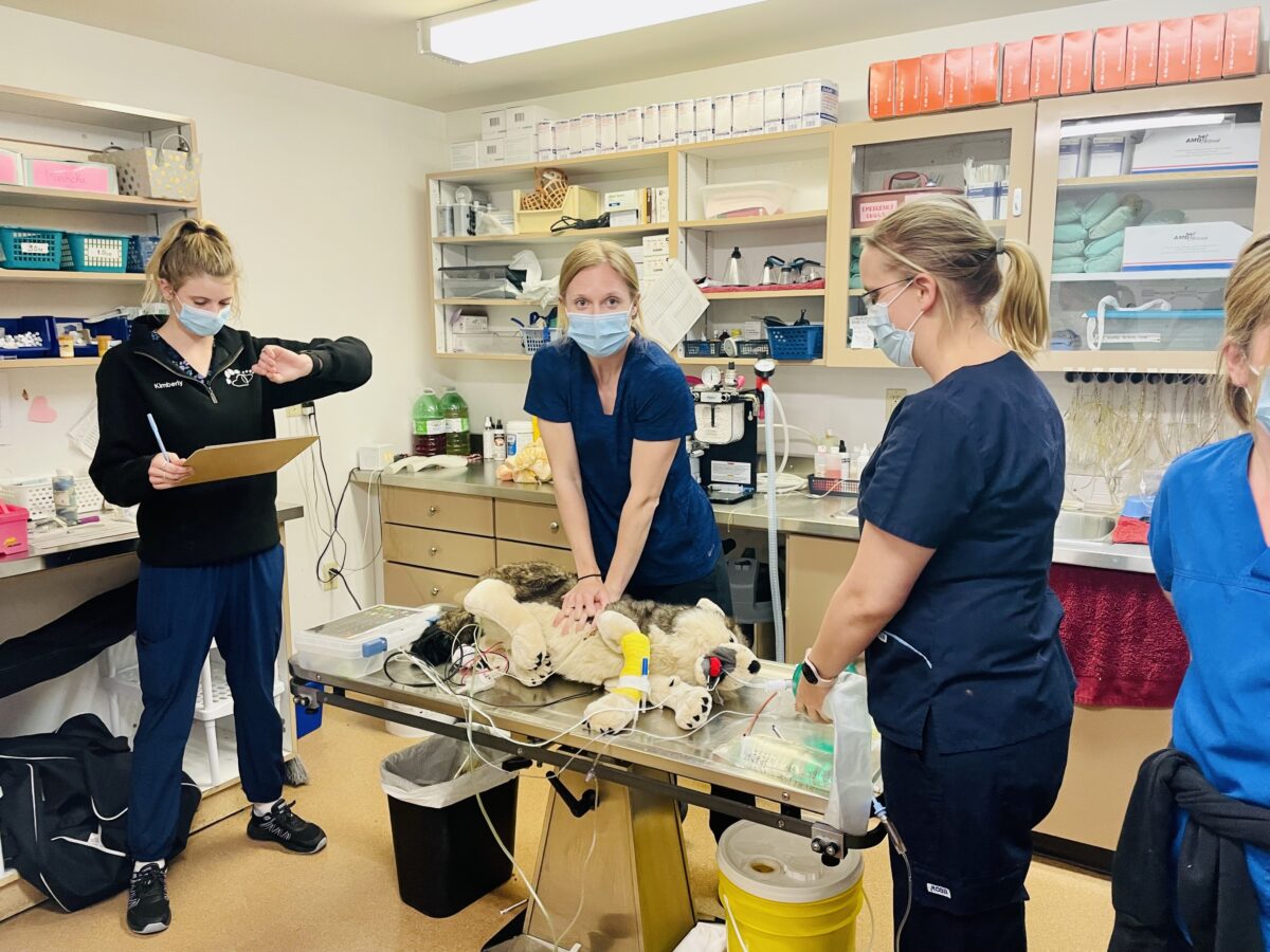 Ontario SPCA spay/neuter teams brush up on CPR emergency training