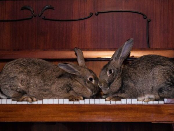 bunnies on piano