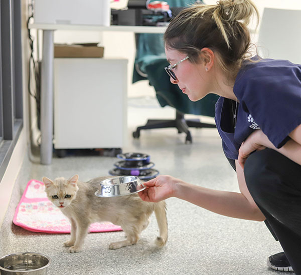 woman feeding shelter cat