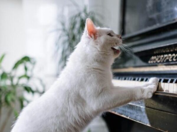 Cat on piano