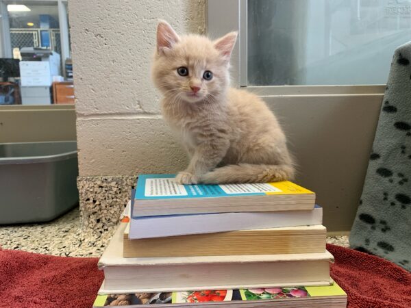 cat on books