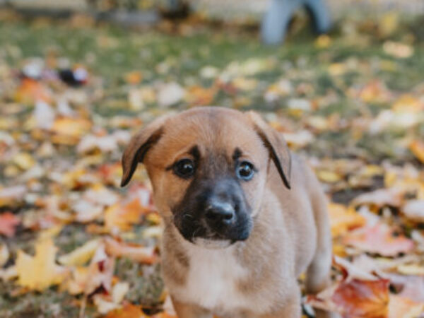 Puppy in leaves