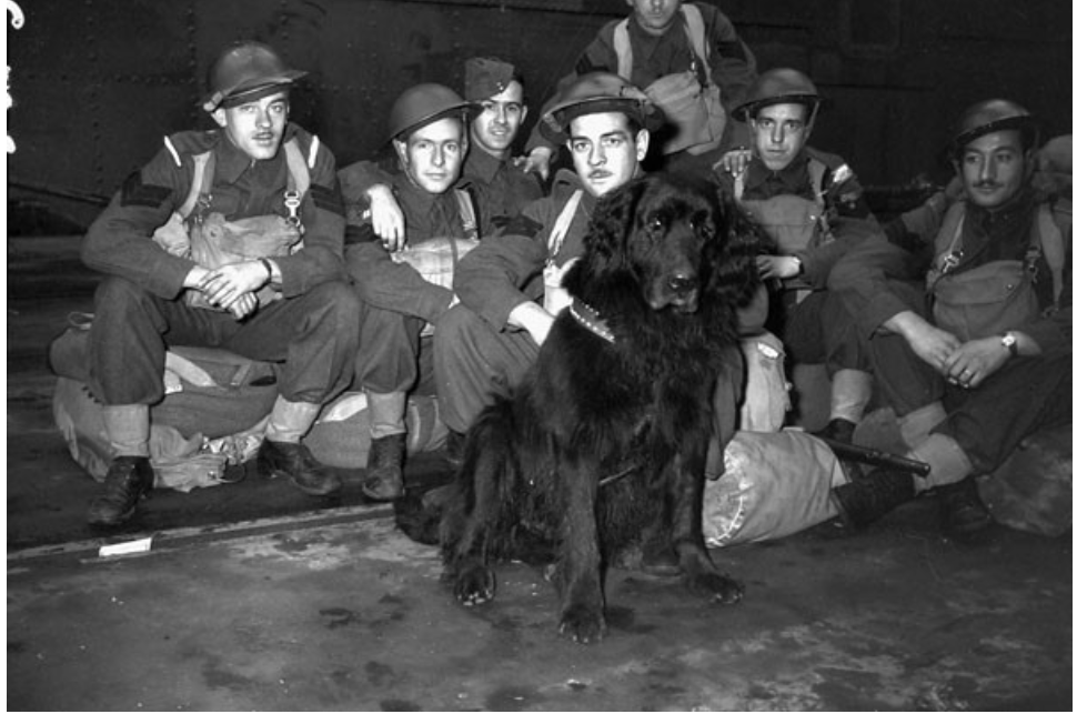 The Dickin Medal: Courageous Animals Who Have Served for Canada