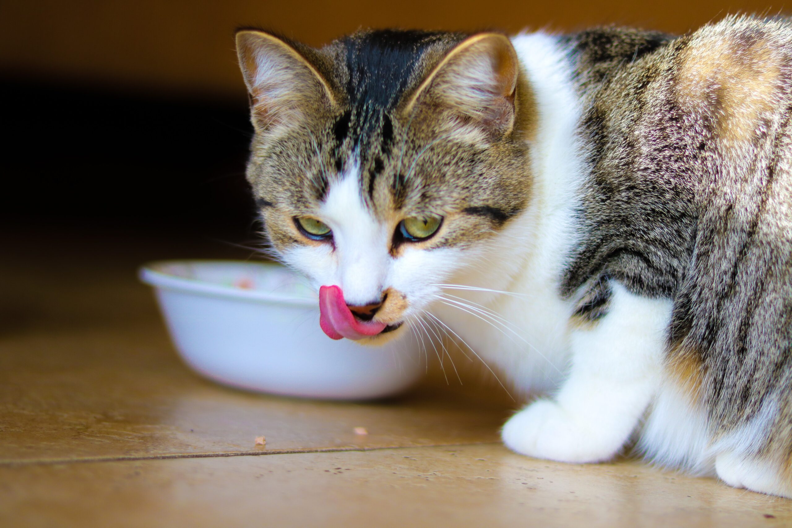 Feeding hotsell senior cats