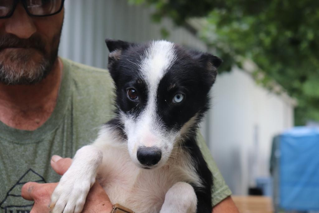 how do you introduce an anxious dog to other dogs