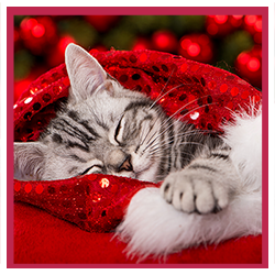 sleeping cute kitten in a stocking