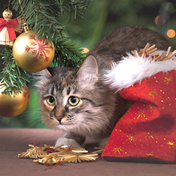 holiday pack for a cat tile cute cat under christmas tree