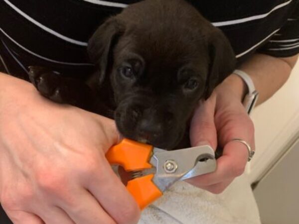 nail trim