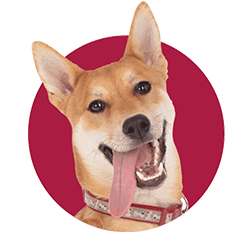 smiling dog with red background