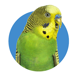 parrot with blue background