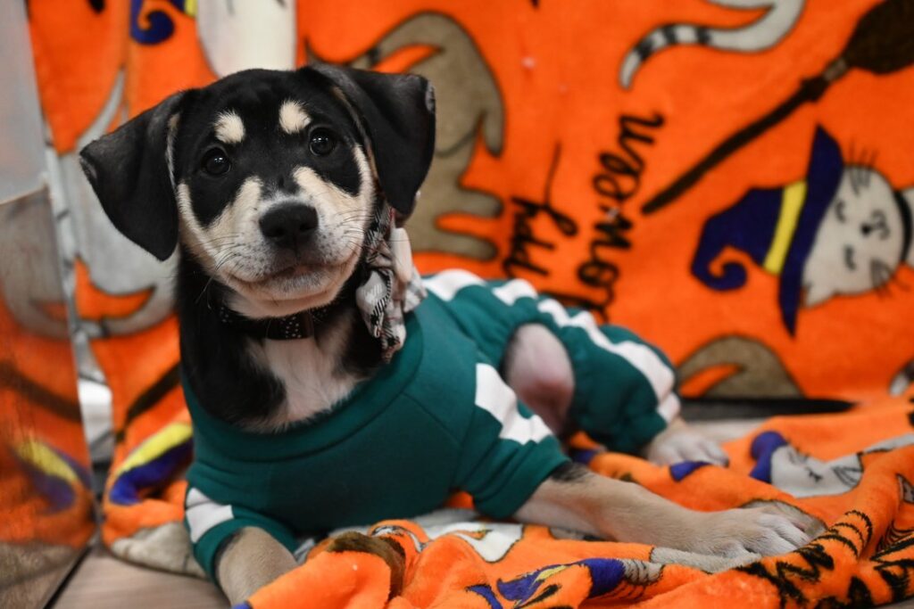 halloween puppy