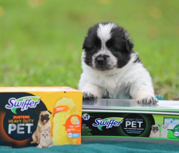 Swiffer puppy