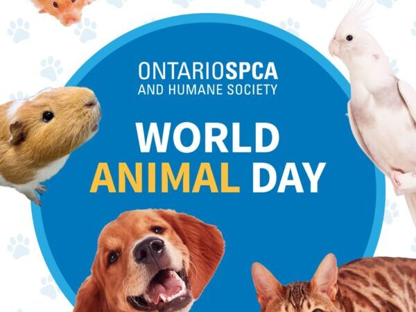 World Animal Day