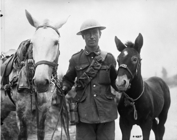 horses in war