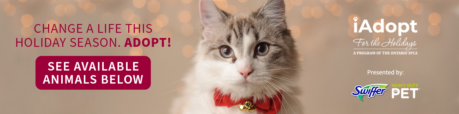 cute cat with red bow tie and bell on christmas backdrop