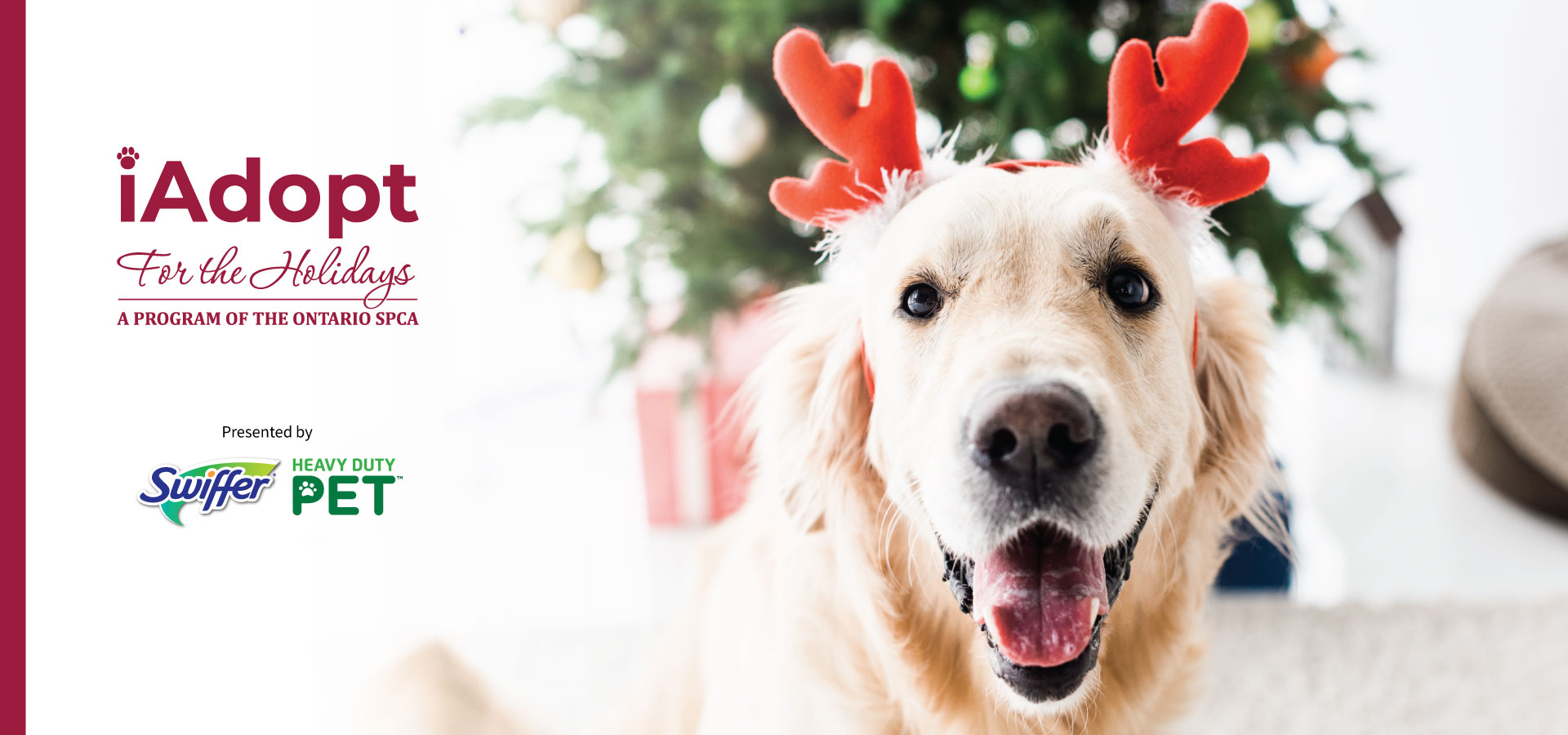 golden retriever with antlers on a christmas background