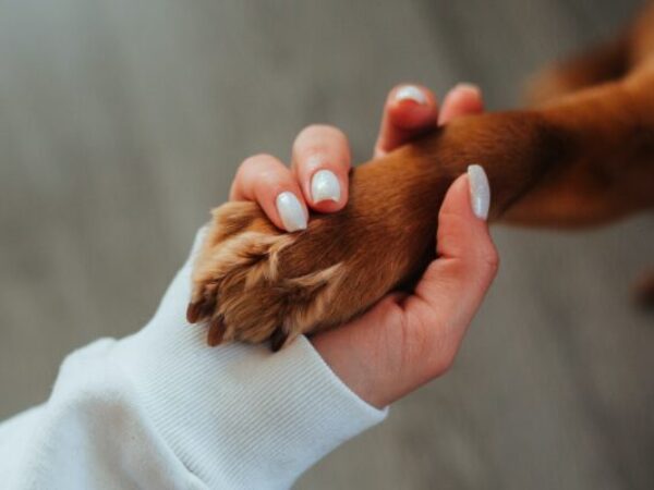 paw in hand