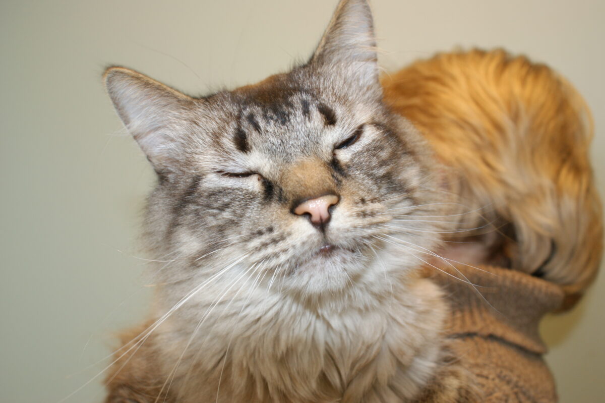 How can I tell if my cat has arthritis and what can I do about it