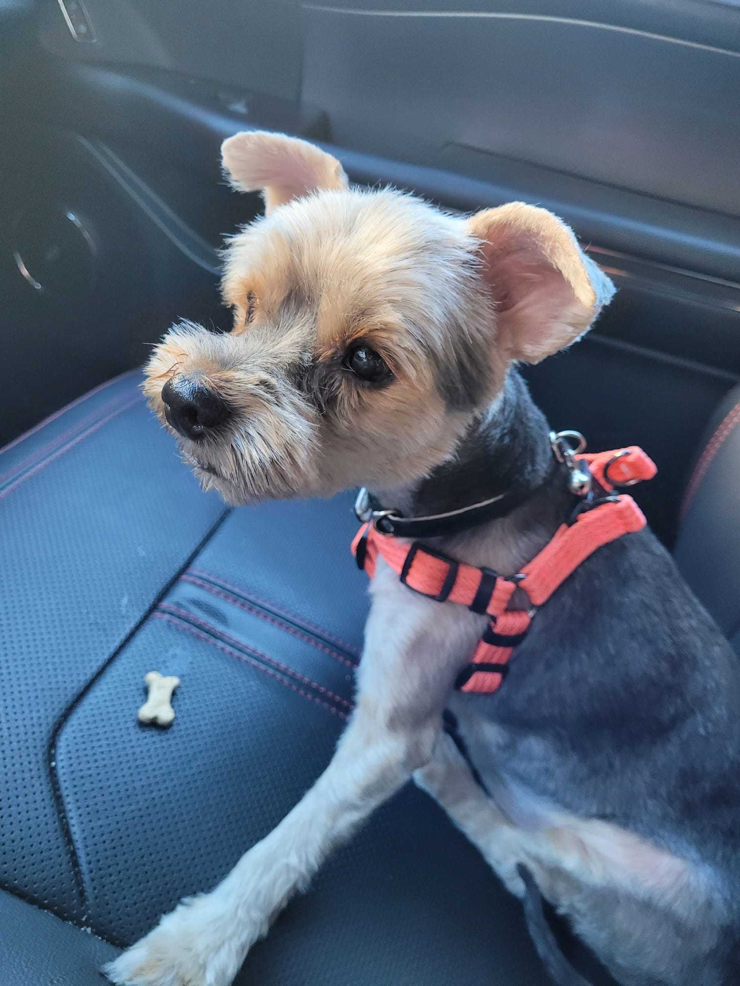 Little finds the perfect family to live out her golden years - Ontario