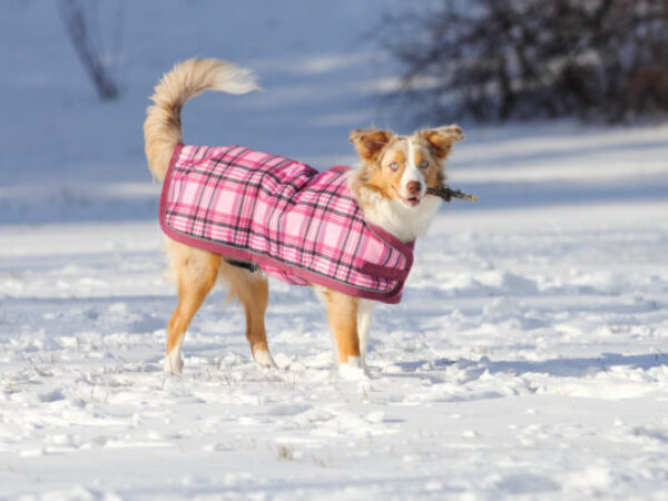 dog winter fashion