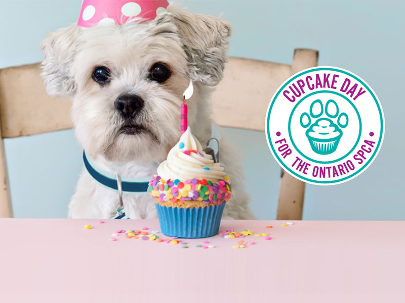 cute dog with cupcake