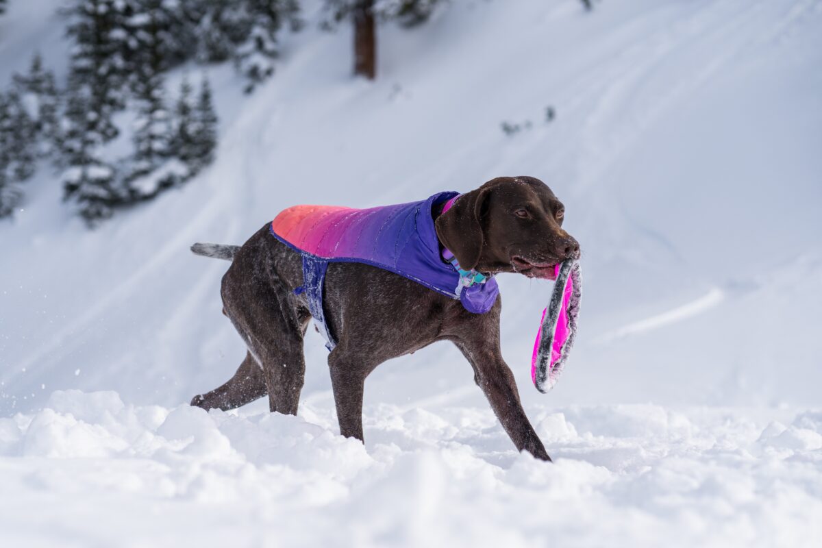 Tips for exercising pets during the winter months - Ontario SPCA and Humane  Society