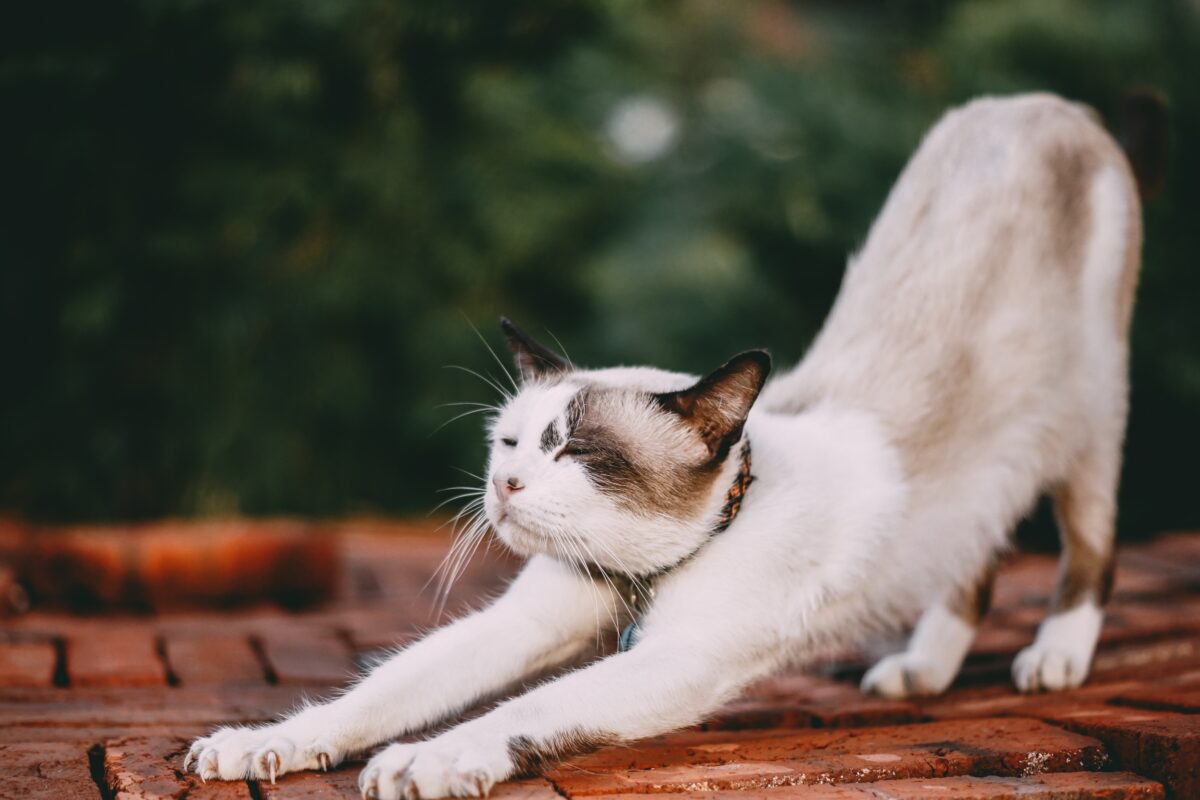 How can I tell if my cat has arthritis and what can I do about it? Ontario SPCA and Humane Society