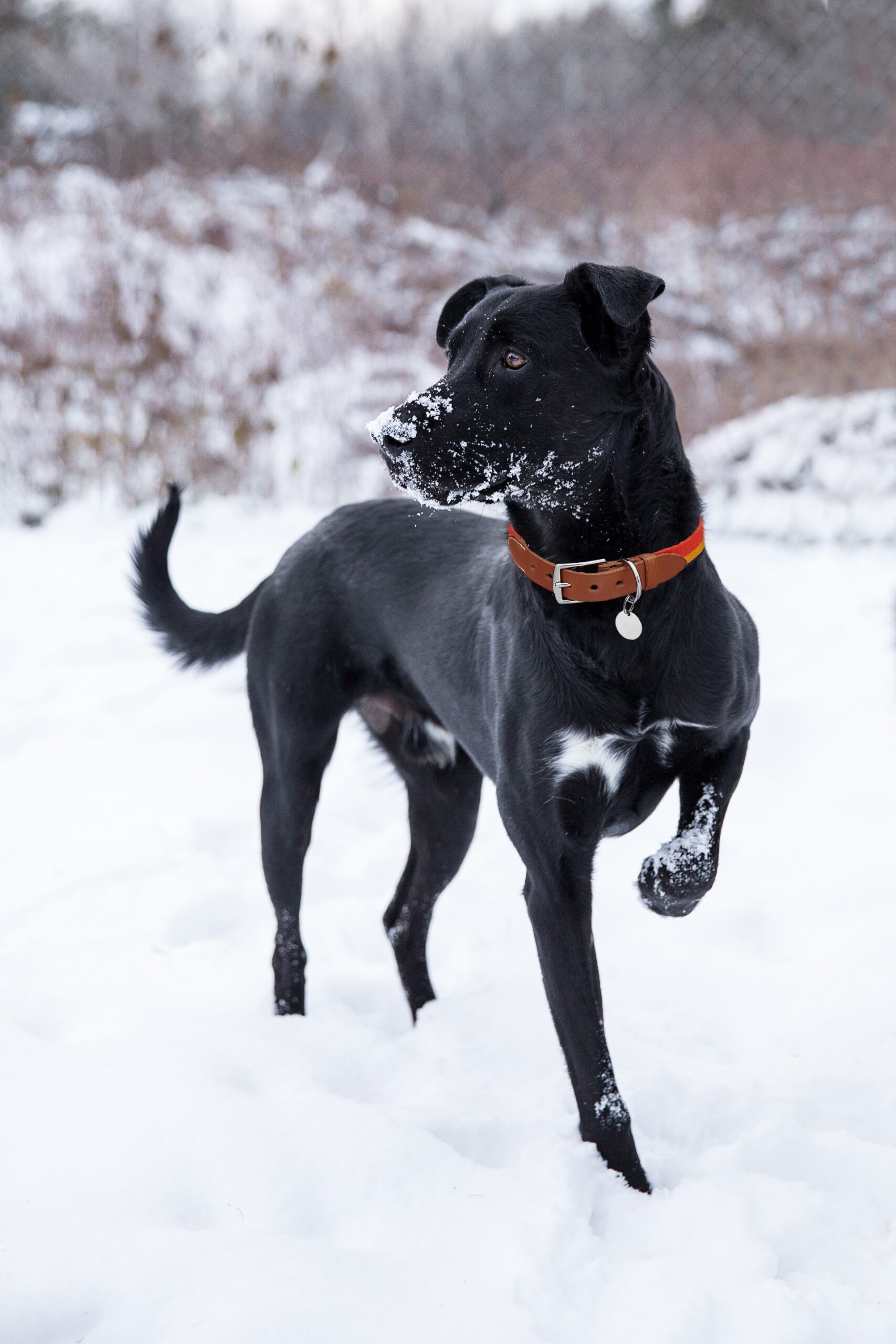 Winter fashion – Is it something your pet needs? - Ontario SPCA and Humane  Society