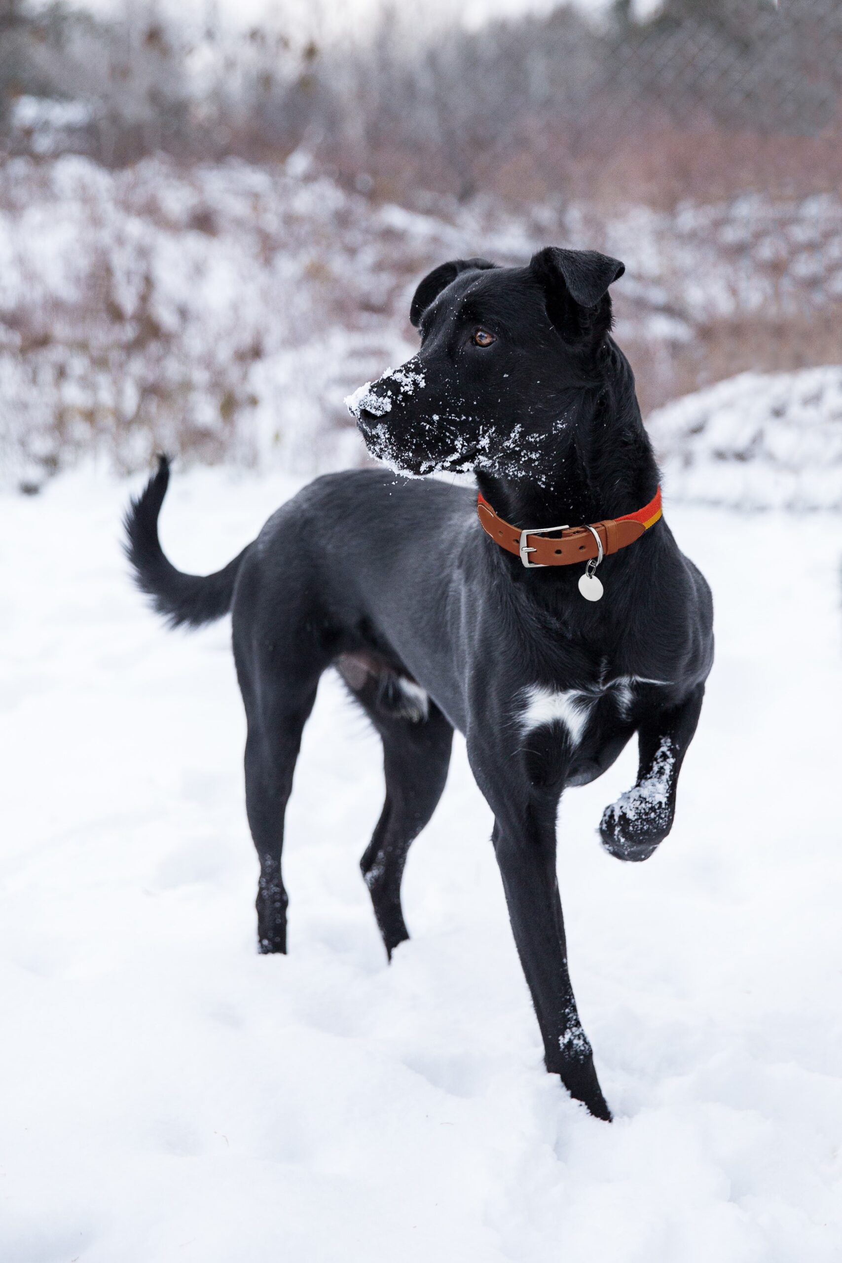 Winter fashion – Is it something your pet needs? - Ontario SPCA