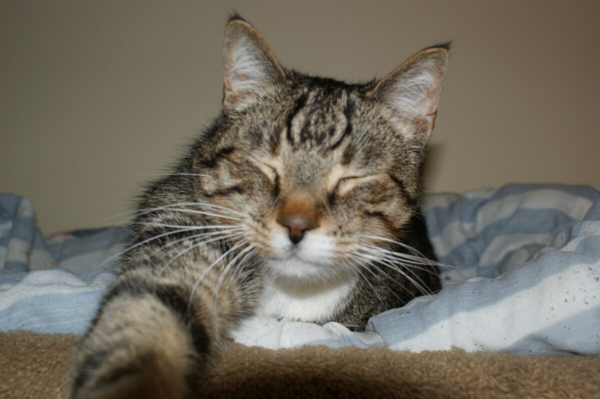 How to get your cat to love their bed Ontario SPCA and Humane Society