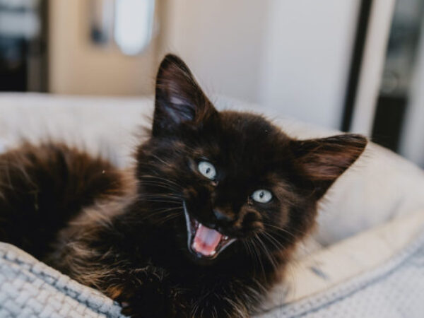 cat meowing