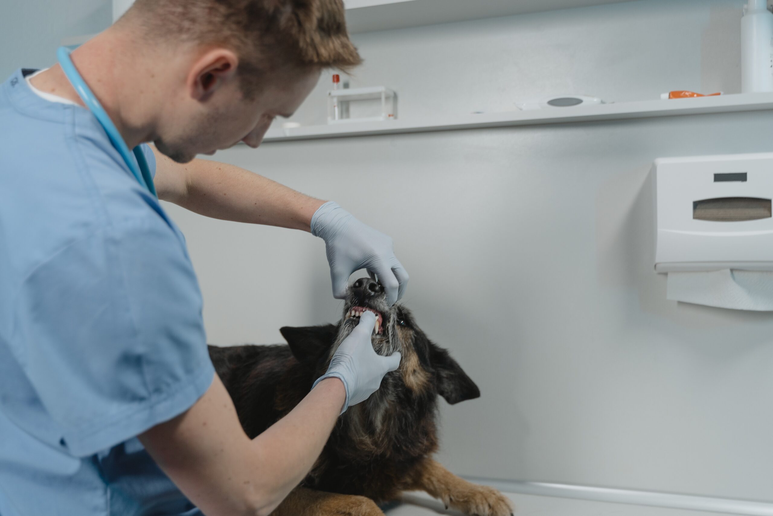 How Often Dog Dental Cleaning: Expert Tips for a Sparkling Smile