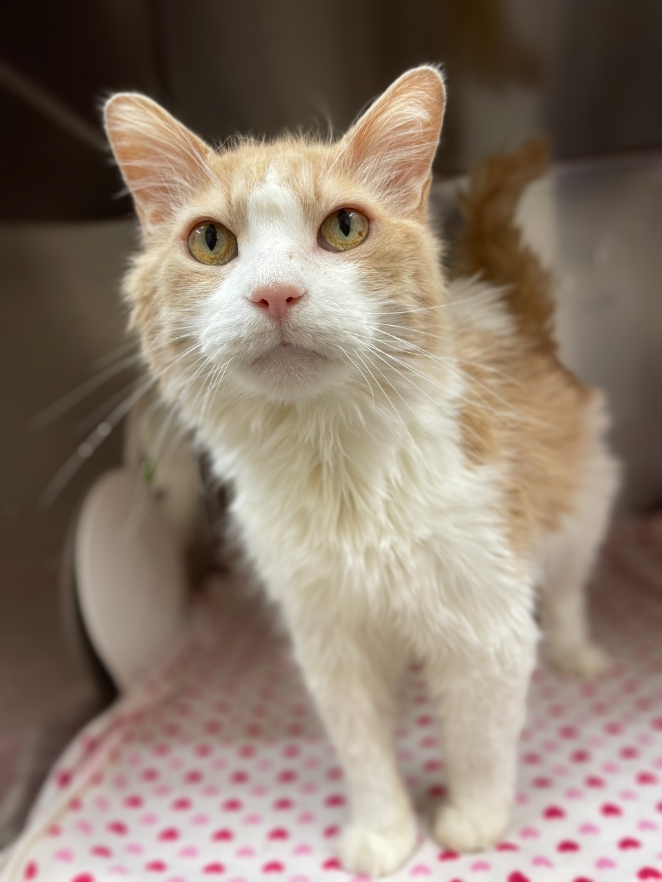 Willis finds a furever home after 114 days at the Ontario SPCA Orillia